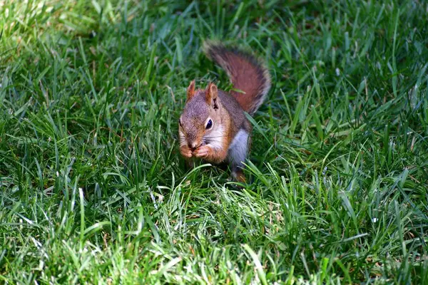 Small North American Red Squirrel sitting in green grass, holding and eating a nut or seed