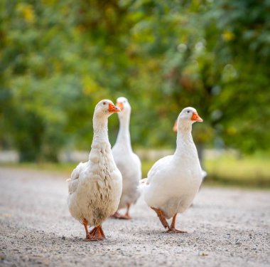 Çakıl yolunda yürüyen üç beyaz kaz.