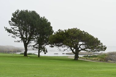 Sisteki Kıyı Golf Sahasında Üç Çam Ağacı