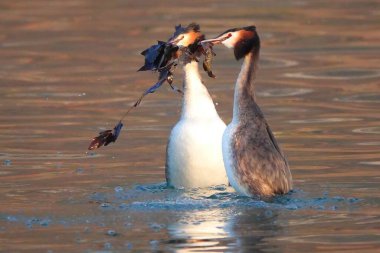 Suda yuva malzemesi alışverişi yapan iki kuş.