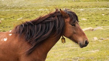 Kahverengi at yeşil çimenlikte duruyor