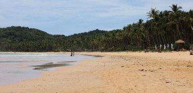 Geniş Kumsal ve Yoğun Hindistan cevizi Palmiye Ormanı Tropik bir adada