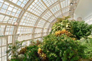 Büyük Tarihi Cam Konservatuvarı ve Tropikal Bitkilerin İç Görünümü