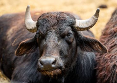 Dinlenen siyah bufalolara yakın çekim
