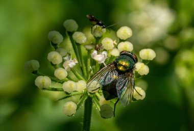 Beyaz çiçeklerdeki sineğin yakın çekimi