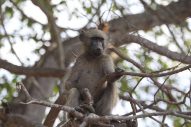 Babun ağaç dalına oturmuş etrafa bakıyor.
