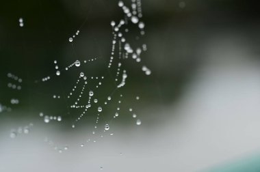 Örümcek sabah çiğ taneleriyle narin bir ağ örüyor.