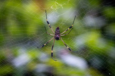 Karmaşık ağında asılı örümcek