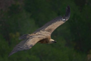 Büyük kuş süzülüyor yeşil gökyüzünde