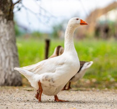 Beyaz kaz yeşil çimenli alanda yürüyor