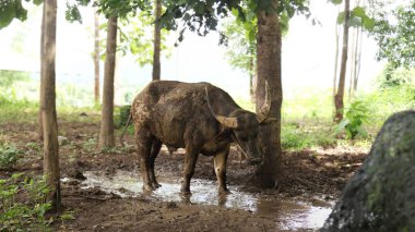 Ormandaki ağaçların yanında duran bizonlar.