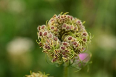 Çiçek açan kafa doğal yeşil ortamda kıvrılıyor.