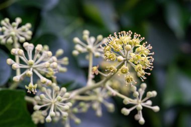 Sarmaşıkta açan narin beyaz çiçekler.