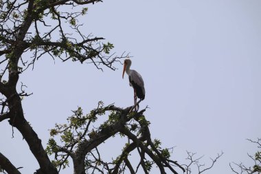 Bird standing on tree branch against sky