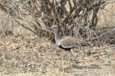 Kuru otların arasında yürüyen kuş