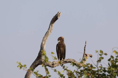 Kartal dala tünemiş etrafa bakıyor