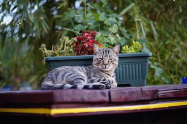 Tekir kedi saksının yanında dinleniyor.