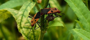İki böcek yeşil yapraklarda dinleniyor.