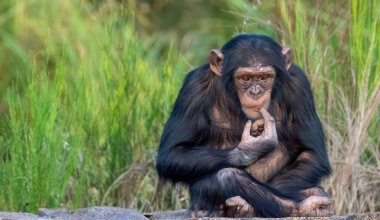 a closeup shot of monkey sitting on green grass