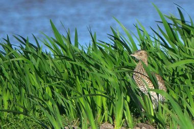 Uzun yeşil çimlerin arasında duran kuş