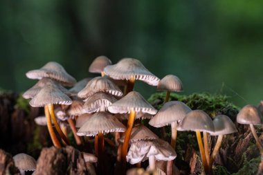 Low Light 'ta Küçük Orman Mantarları Kümesi