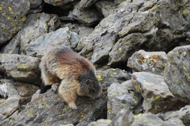 Dağ sıçanı kayalık arazide tırmanıyor.