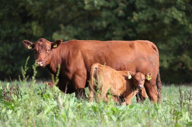 Yavrusu yeşil çimenli bir çayırda süt emen angus ineği.