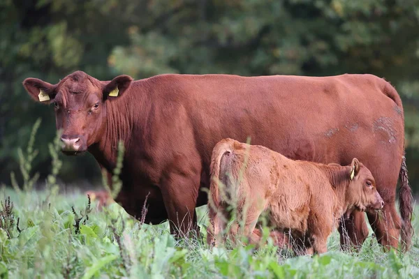 Yavrusu yeşil çimenli bir çayırda süt emen angus ineği.