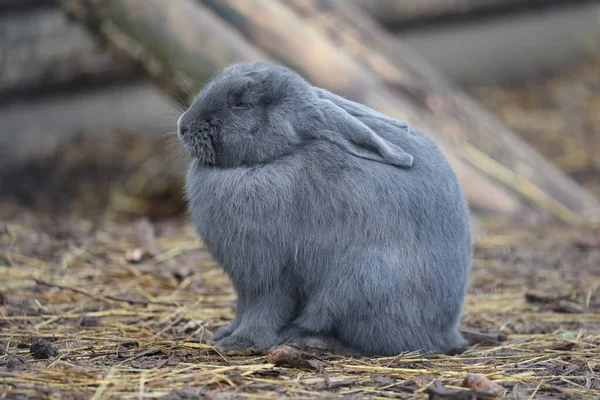 Спасенный Серый Кролик Животном Святилище Лежащем Земле — стоковое фото