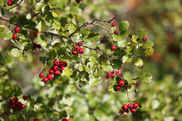 低木の秋にミッドランド ホワソーンの美しい赤い果実 — ストック写真