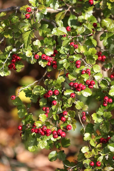 Midland Meidoorn Prachtige Rode Vruchten Herfst Een Struik — Stockfoto