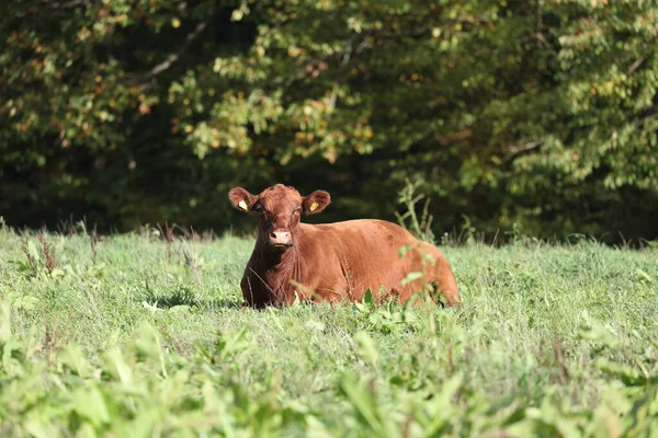 Angus inekleri yeşil çimenli bir çayırda gammazlıyorlar.