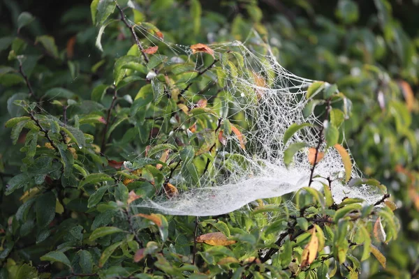 Vacker Spindelnät Med Morgon Dagg Droppar — Stockfoto