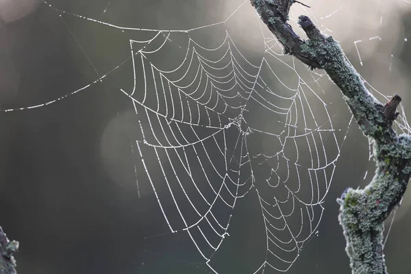 Beautiful Spider Web Morning Dew Drops — Stock Photo, Image