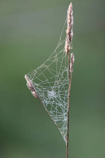 Frumoasă Pânză Păianjen Picături Rouă Dimineața — Fotografie, imagine de stoc