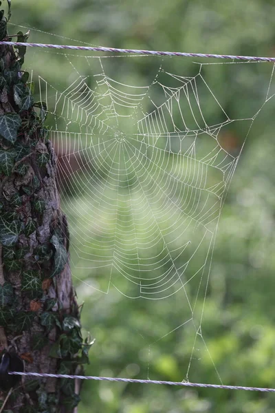 Vacker Spindelnät Med Morgon Dagg Droppar — Stockfoto