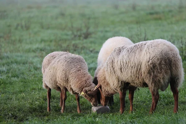 Üç koyun yeşil otlu bir çayırda tuz yalıyor.