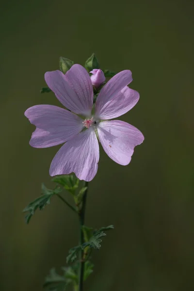 Misk kokulu güzel pembe bir çiçek