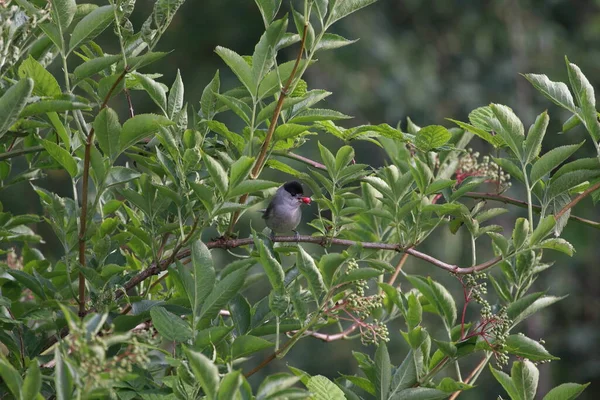 stock image male eurasian blackcap sitting in a shrub