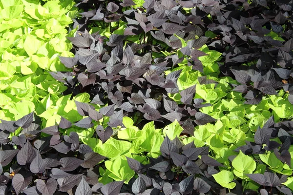 beautiful foliage of dark red and lemon green sweet potato vines