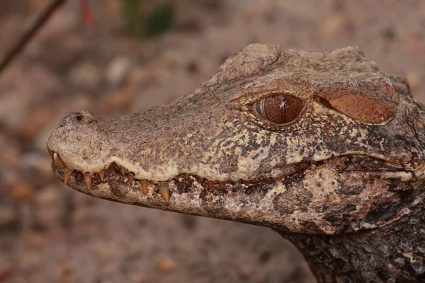 Alligator shows its head out of the water