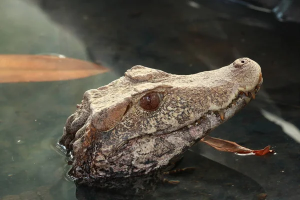 Alligator shows its head out of the water