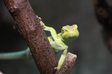 little green crowned basilisk on a tree branch