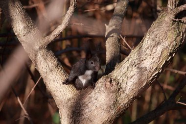 european squirrel with black fur and white breast
