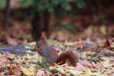 Red european squirrel on the ground in fall