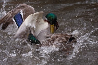 fighting mallard males in spring in the water