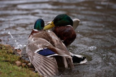 fighting mallard males in spring in the water
