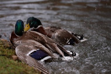 fighting mallard males in spring in the water
