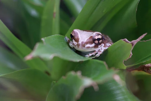 Mission golden-eyed tree frog or amazon milk frog in the jungle