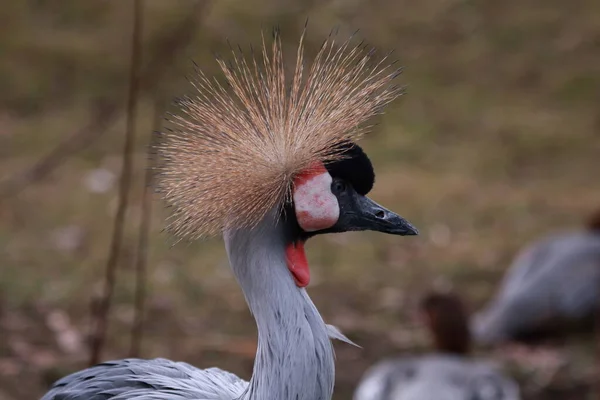 Grey crowned crane portrait of this beautiful bird